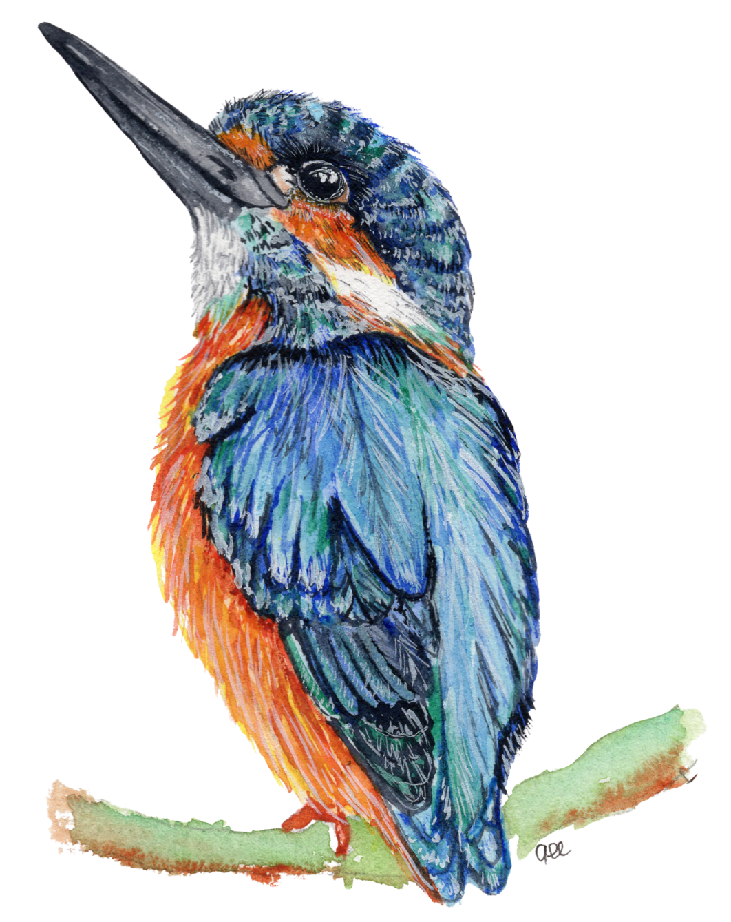 IJsvogel